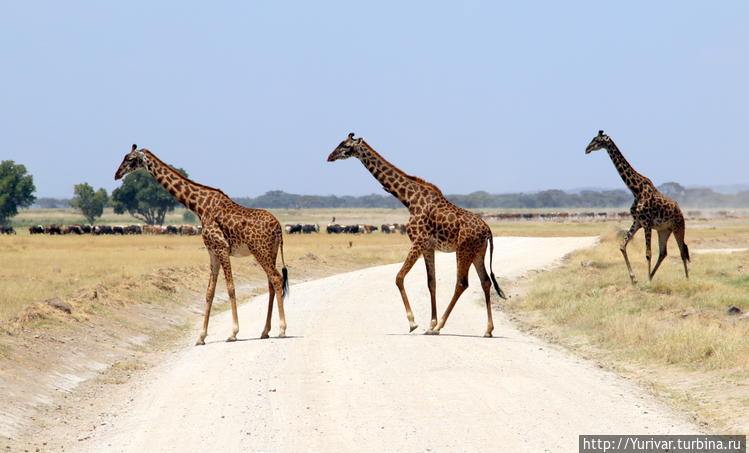 Жирафы в НП Амбосели