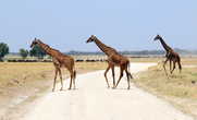 Жирафы в НП Амбосели