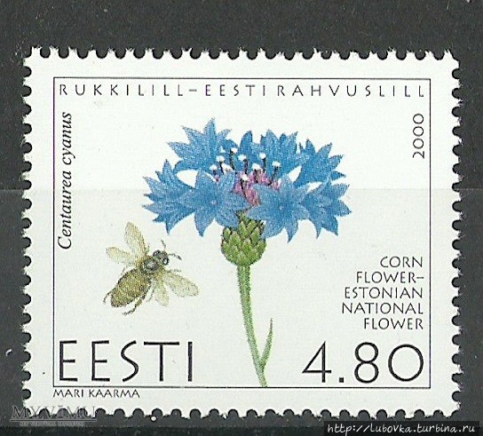 И сорняк,  и лекарственное растение, и Национальный цветок Эстония