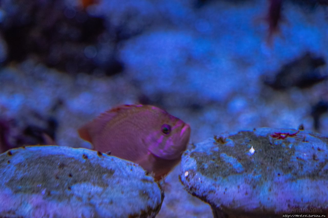 Миланский аквариум (Acquario Civico di Milano) Милан, Италия