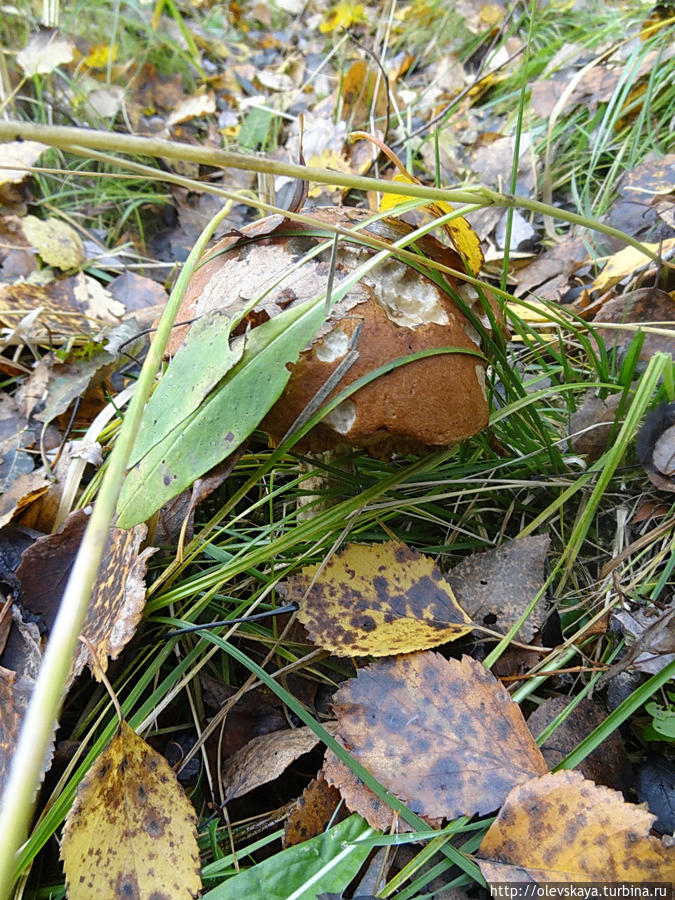 В лесу под Вологдой Вологда, Россия