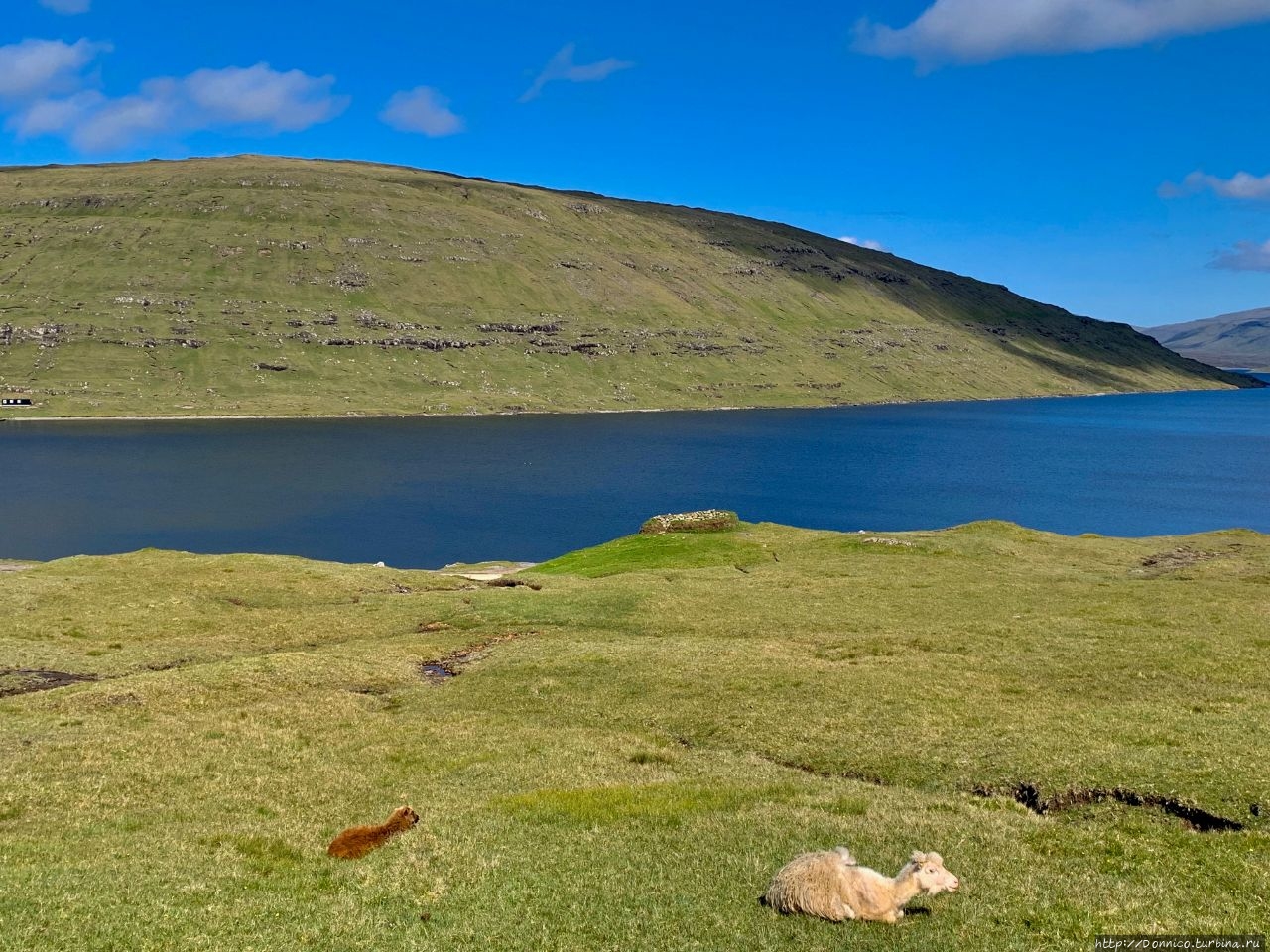 Некоторые бараны были довольно смешно подстрижены, что делало их похожими на альпак или даже верблюдов.