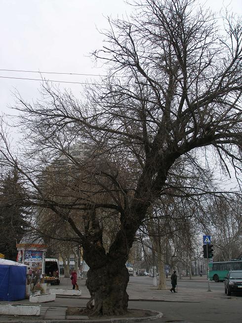 Под ажурными кронами Южной Пальмиры Одесса, Украина