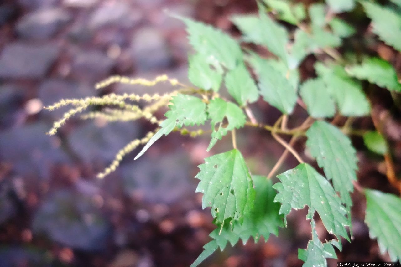 Застава самураев Hakone Sekisho Хаконэ, Япония