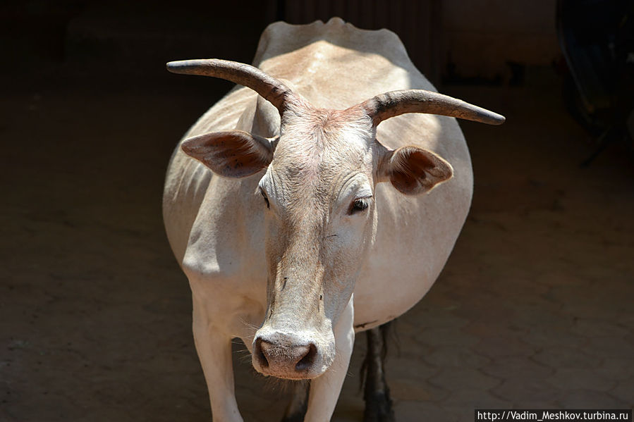 Священная корова Гокарна, Индия