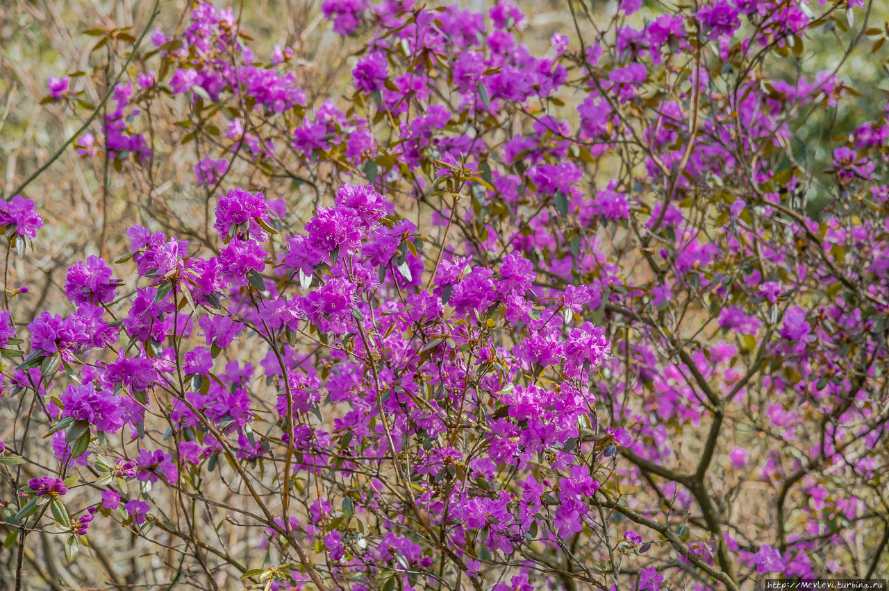 Ботанический сад в марте Рига, Латвия