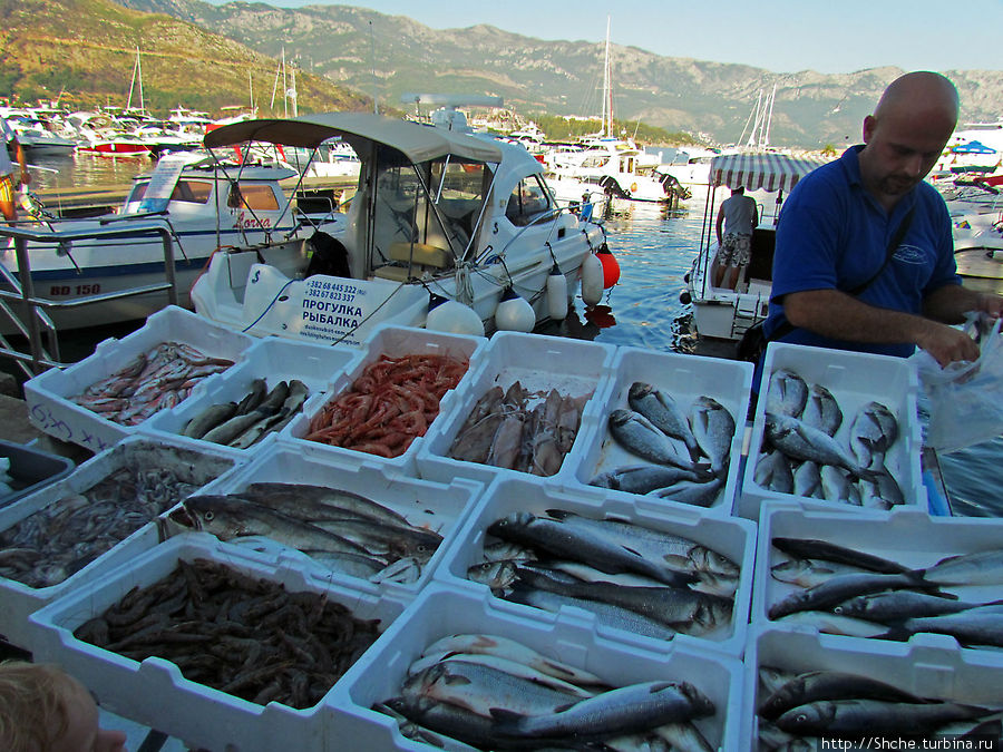 Продажа свежей рыбы в порту Будва, Черногория