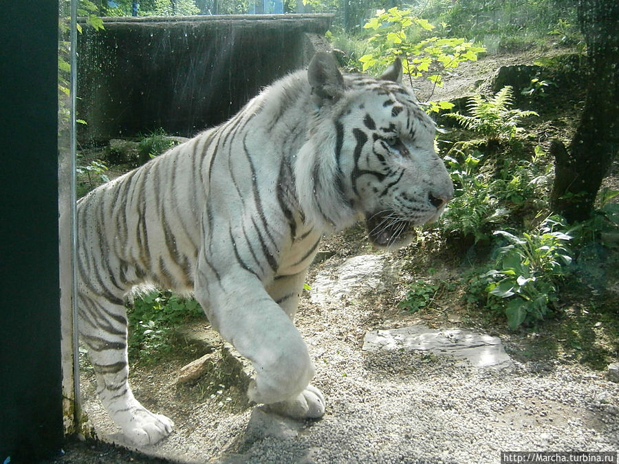 Либерецкий зоопарк с белыми тигрятами Либерец, Чехия