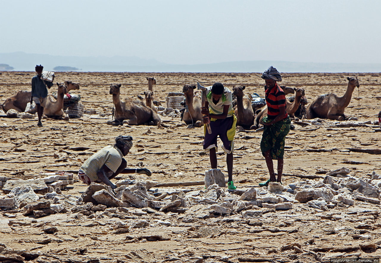 Соль рубить, соль возить пустыня Данакиль, Эфиопия