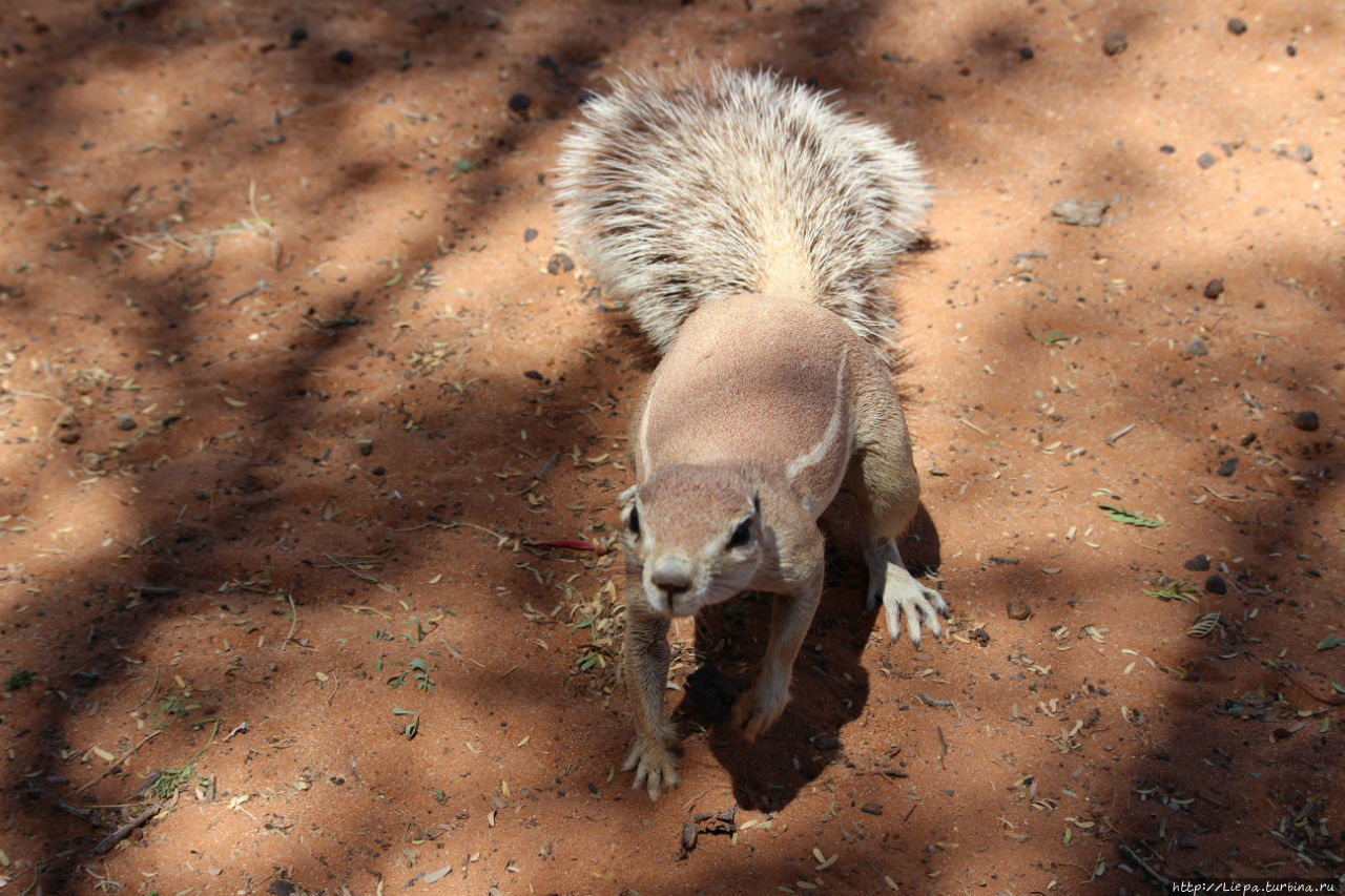 Желающих было много Парк Намиб-Науклуфт, Намибия