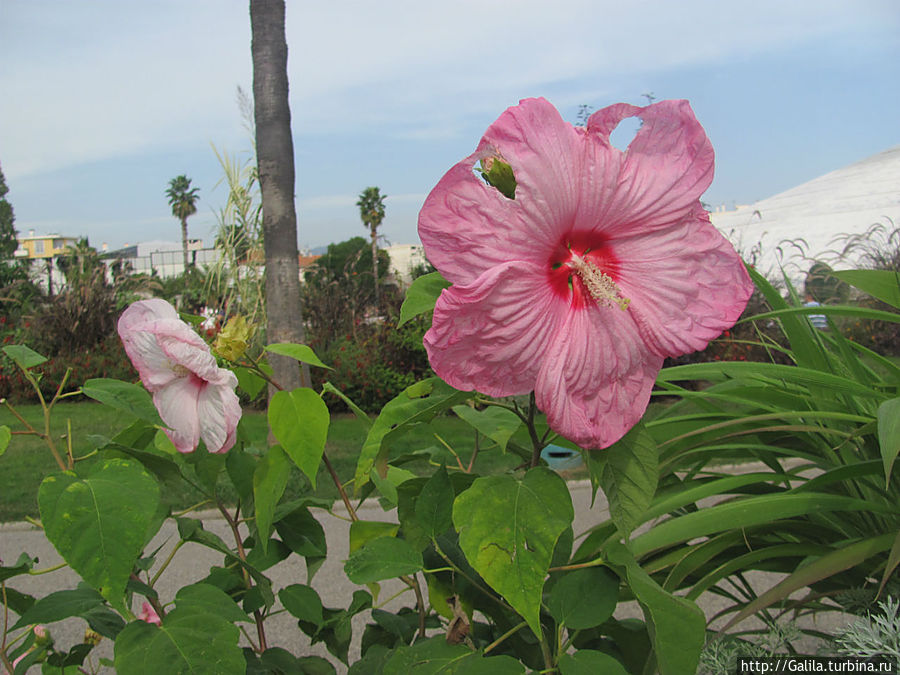 Просто, цветок.