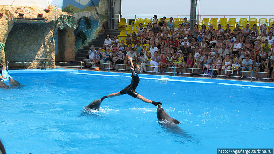 Дельфинарий на берегу моря, представление впечатляет, животные выглядят ухоженными и довольными, все инструкторы — молодые гибкие девушки. Да и билеты существенно дешевле Одесса, Украина