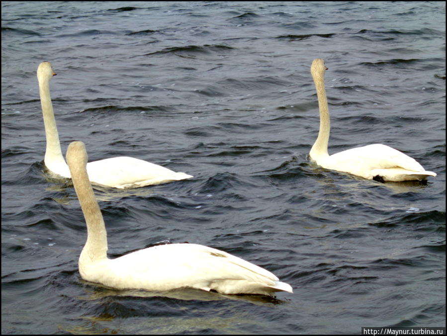 Пусть  летят  по  небу  лебеди... Южно-Сахалинск, Россия