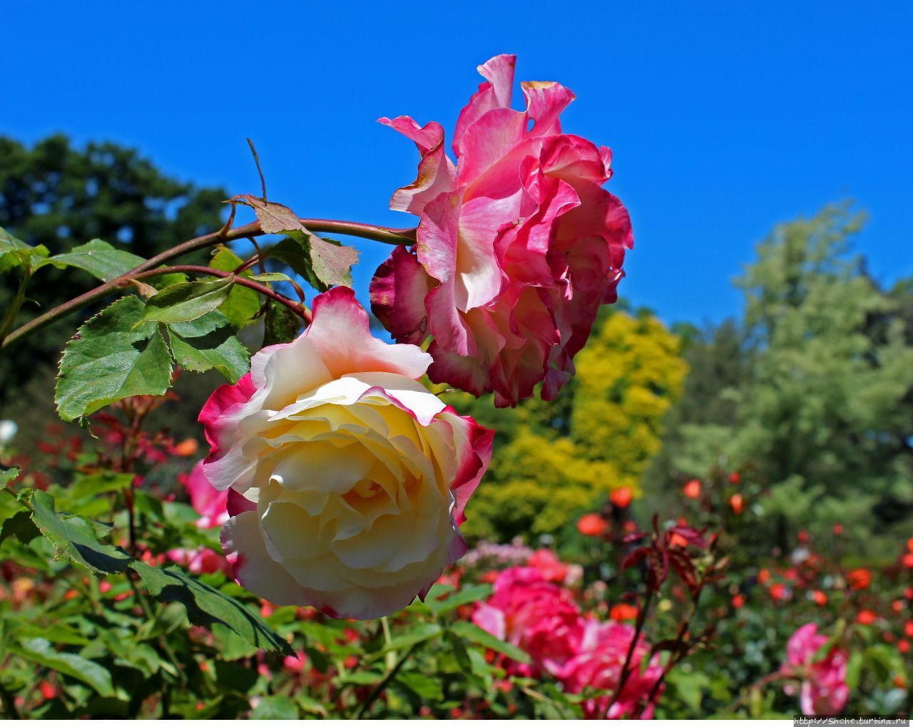 Сад Роз / Rose Garden