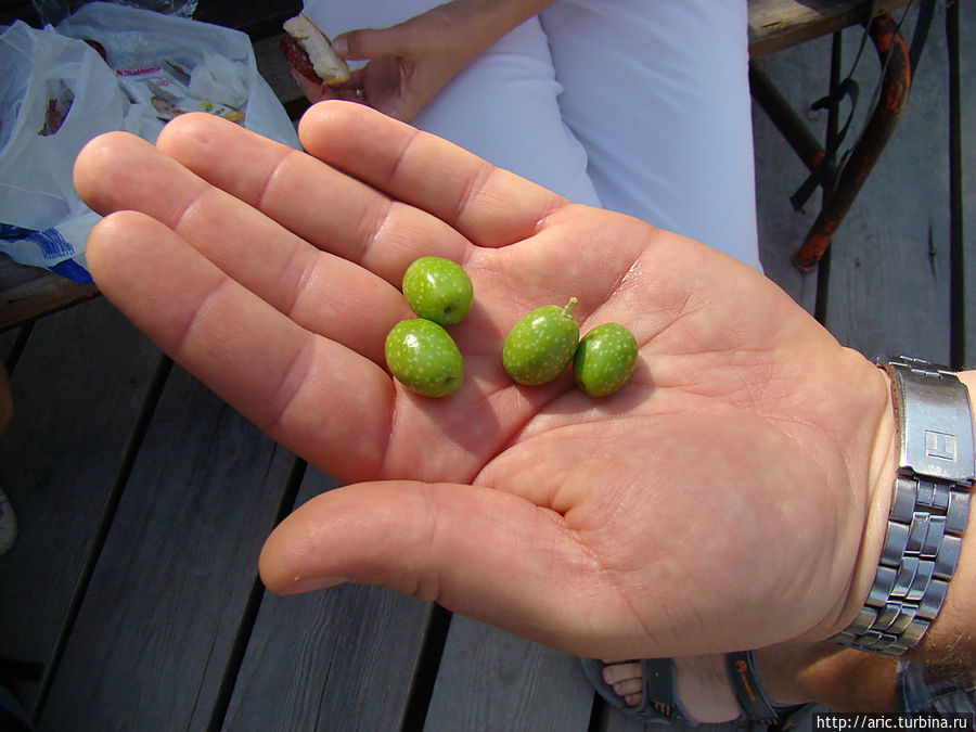 Это маслины,горькие -жуть Восточная Анатолия, Турция