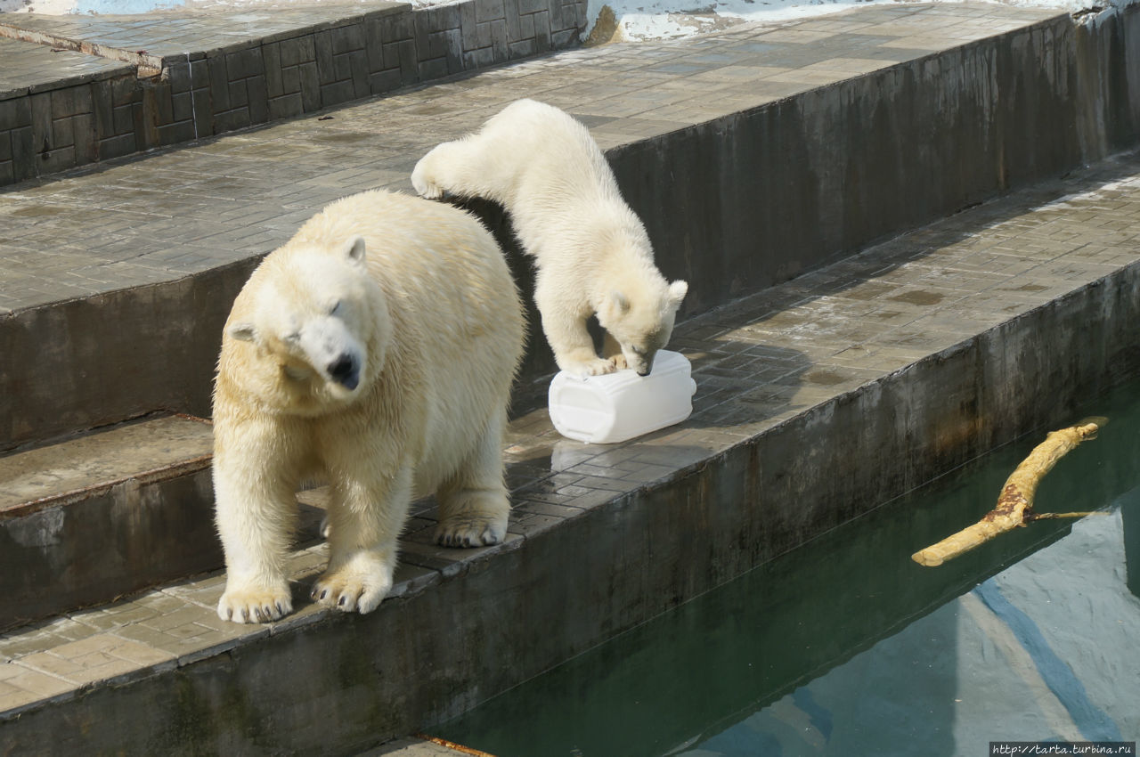 Зоопарк новосибирск цены на 2024