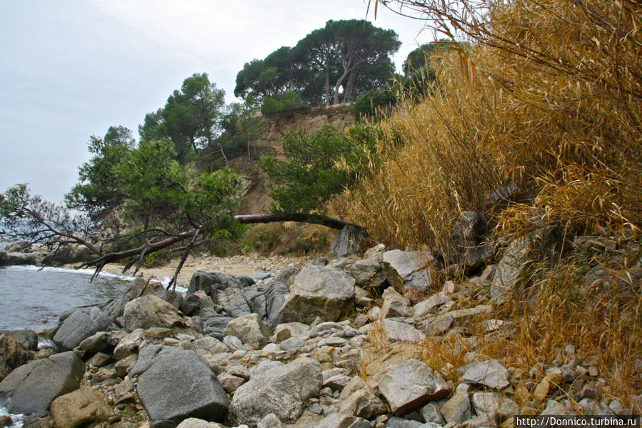 Кроме сосен на берегу растет много засохшего с лета тростника... Плайя-д-Аро, Испания