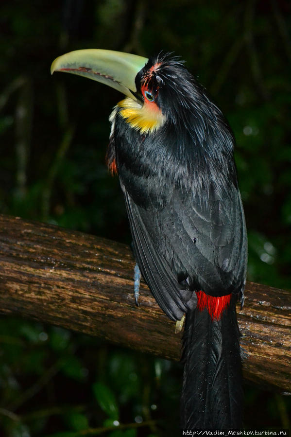 В Парке Птиц в Игуасу. Игуасу национальный парк (Бразилия), Бразилия