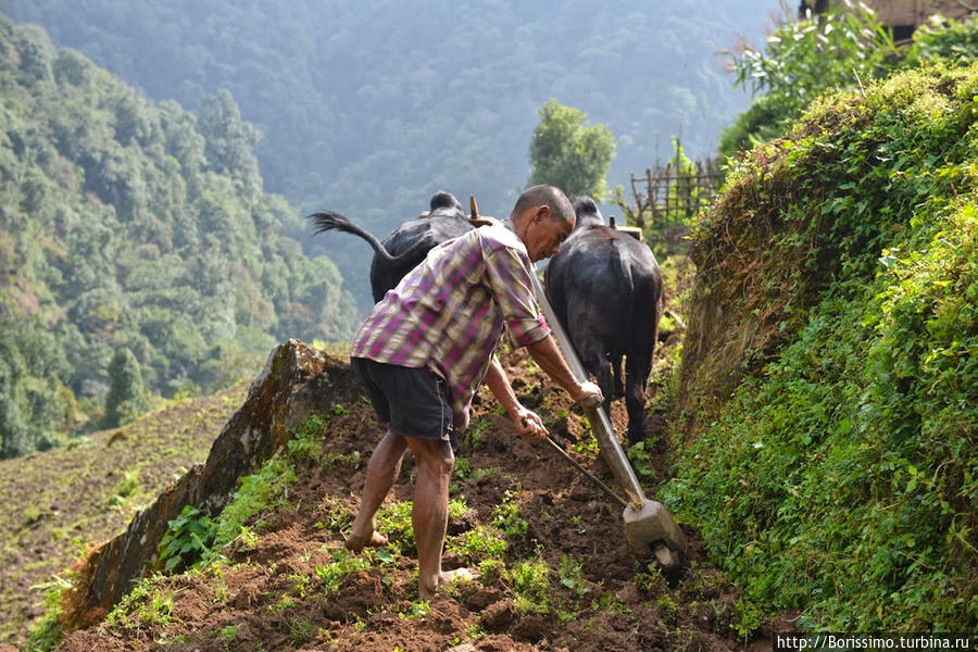 Местные жители до сих пор по старинке обрабатывают землю. Но при этом активно используют новейшие технологии. Не удивлюсь, если этот крестьянин достанет айфон и ответит на звонок :-). Непал