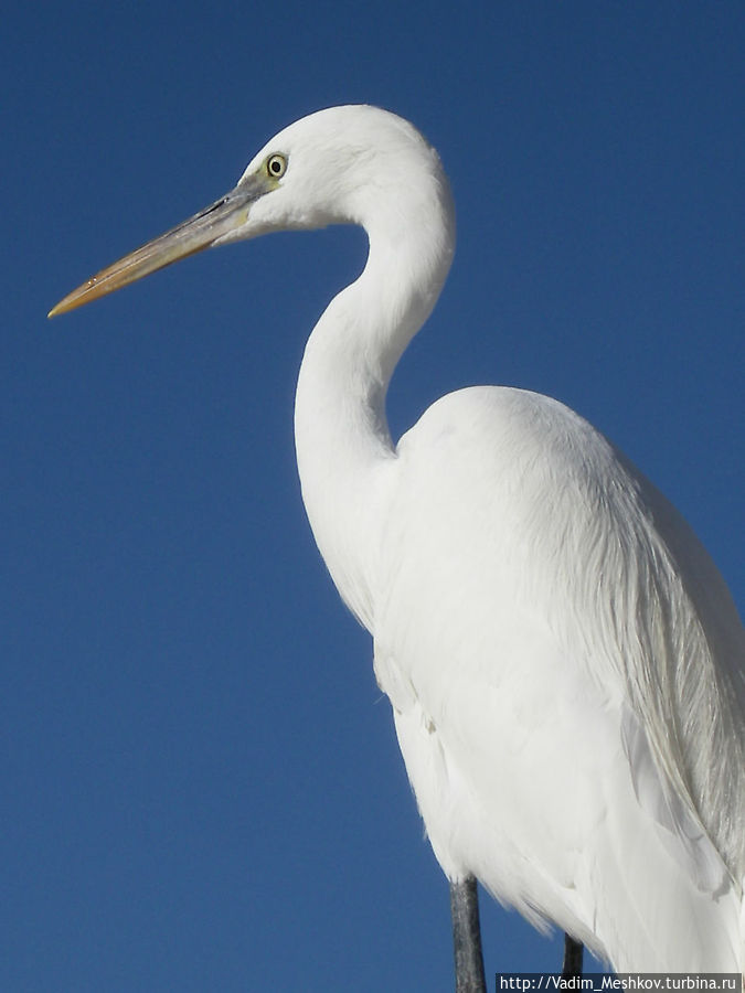 Египетская цапля