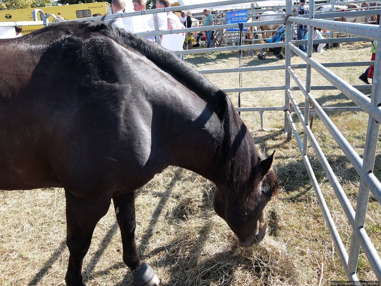 Баба з возу — кобыле легше Фишбах, Германия