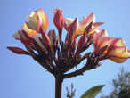 Сначала этот цветок в Таиланде называли лан тхом и популярным он не был, потому что вызывал своим названием у тайцев ассоциации со словом горе. Но цветы поразительно красивы, с нежнейшим ароматом. К тому же это храмовое буддистское дерево. Со временем тайцы стали называть цветок лилавади, что означает красивая девушка. И теперь популярность его в Таиланде пожалуй больше, чем у орхидей и лотоса.