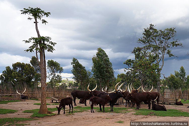 Правильные руандийские коровы