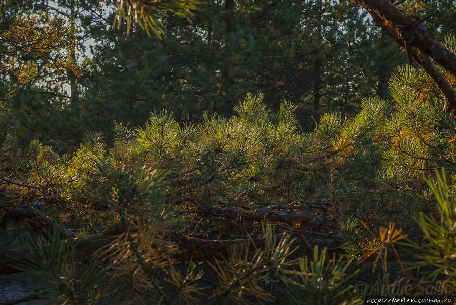 Прогулка в осеннем Лиелупе Юрмала, Латвия