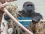Молодой самец восточной гориллы