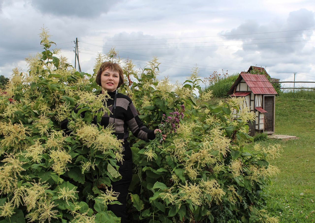 Кроличий городок Цоде, Латвия