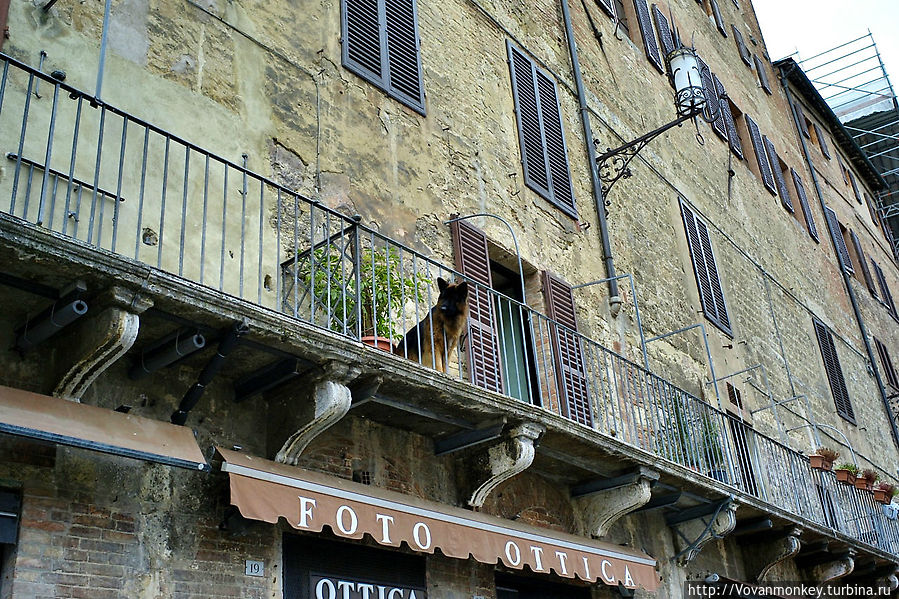 и за вами будет наблюдать вот такой очаровательный сиенец. :)