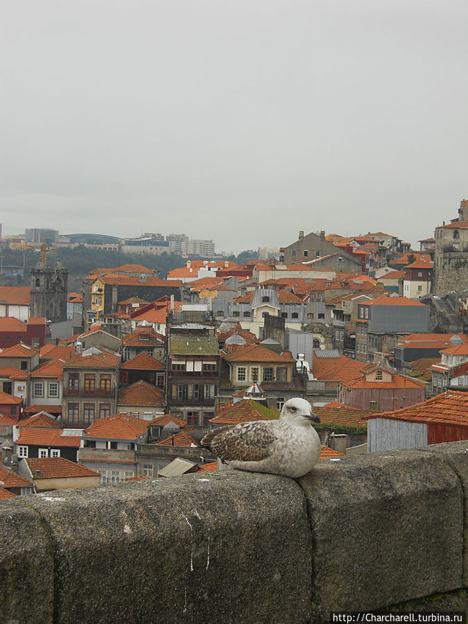 Порту — город чаек Порту, Португалия