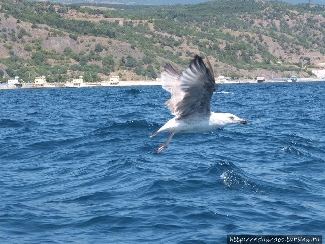 Морская рыбалка в Алуште Алушта, Россия