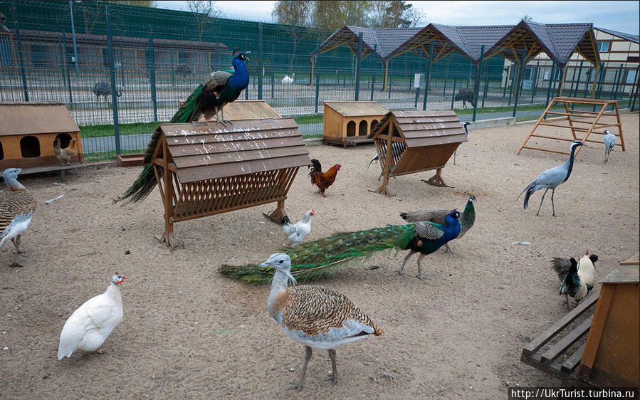Межигорье: главный зоопарк страны Новые Петровцы, Украина