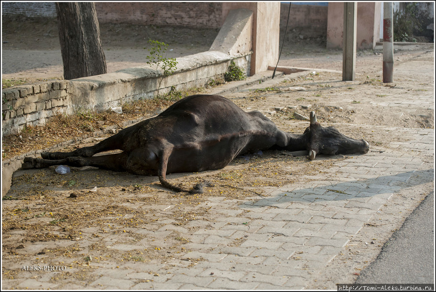 Довольно редкий кадр. дело в том, что в Индии коровы находятся под особой защитой. Убийство такого животного тяжкий грех, за который в стародавние времена наказывали смертной казнью.Но вот парадокс — сами они погибают довольно часто. В чем же причина? Агра, Индия