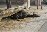 Довольно редкий кадр. дело в том, что в Индии коровы находятся под особой защитой. Убийство такого животного тяжкий грех, за который в стародавние времена наказывали смертной казнью.Но вот парадокс — сами они погибают довольно часто. В чем же причина?