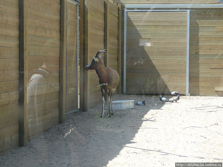 Зоопарк в Барселоне (Barcelona Zoo) находится практически в центре города. Это одно из популярных и наиболее часто посещаемых мест в Барселоне. Замечательный вариант отдыха для всей семьи. Здесь содержится около 8000 животных и более 400 видов со всех континентов земного шара. К радости и детей, и взрослых, в зоопарке представлены веселые и игривые детеныши диких кошек...