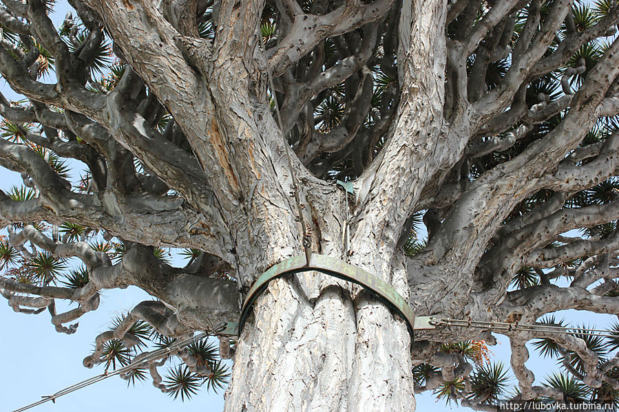 Драконово дерево (Dracaena draco)-2 в городке Икод де лос Винос всего в 100 метрах от своего знаменитого брата.