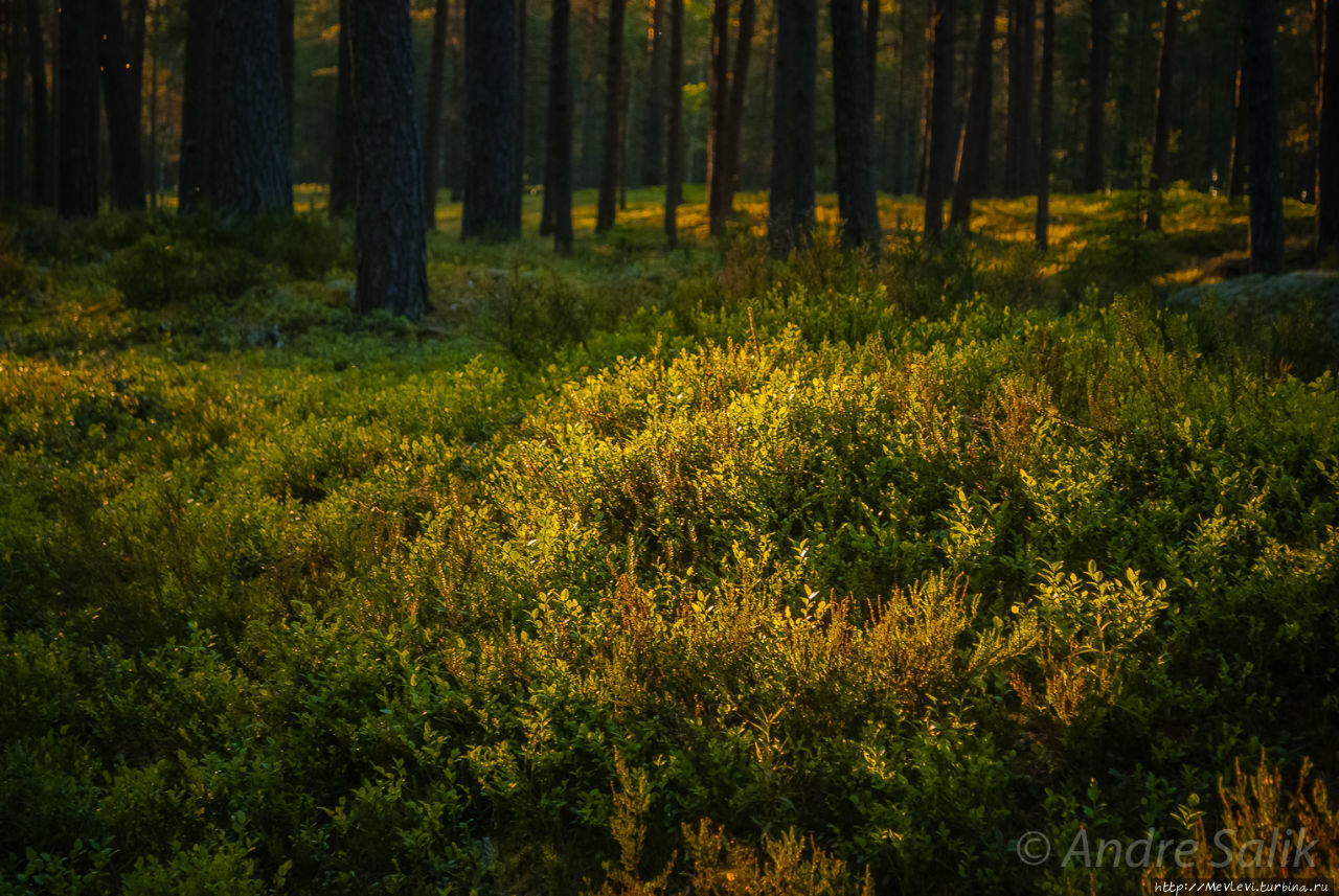 Красивое взморье Юрмала, Латвия