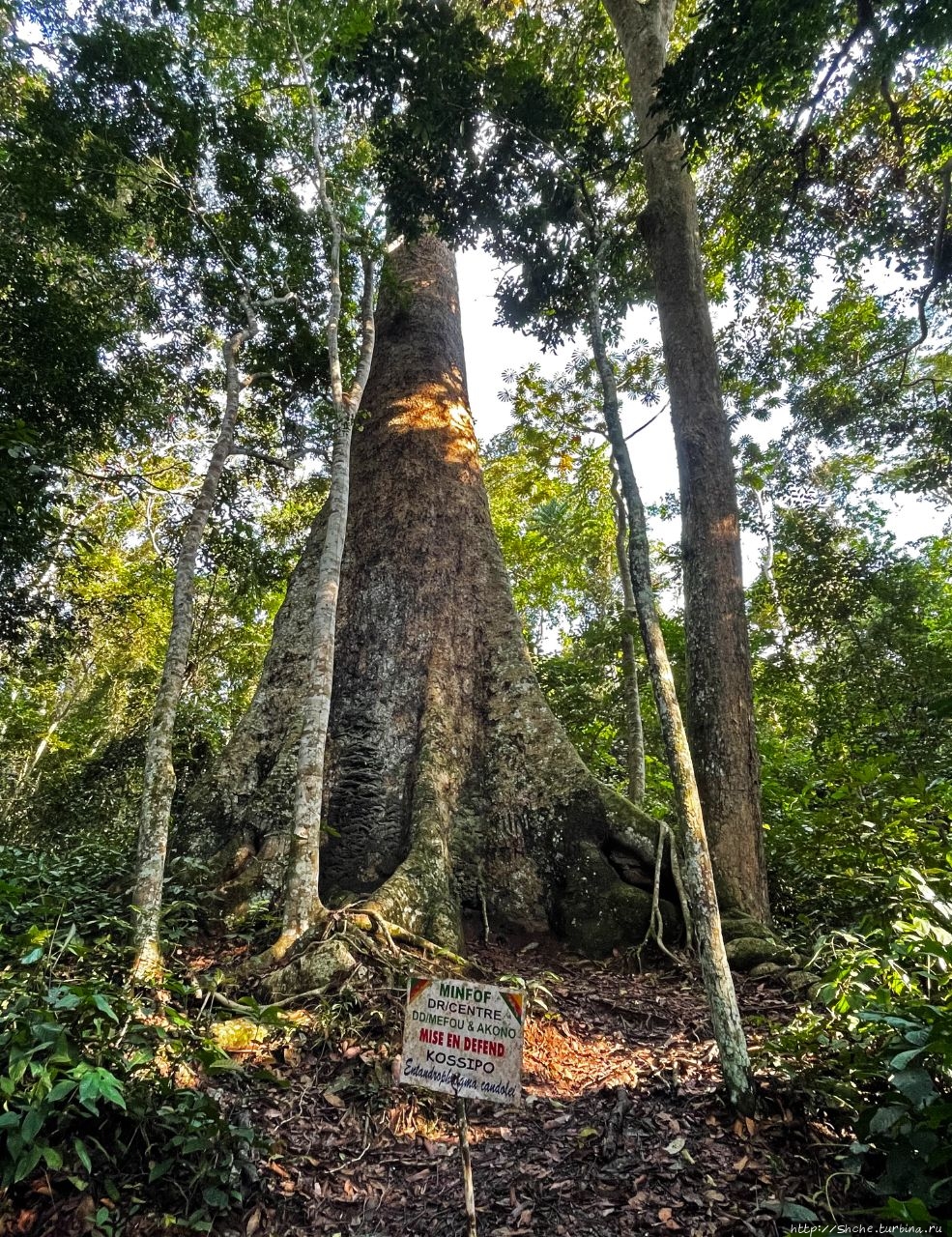 Трехсотлетнее дерево Го Эбого, Камерун