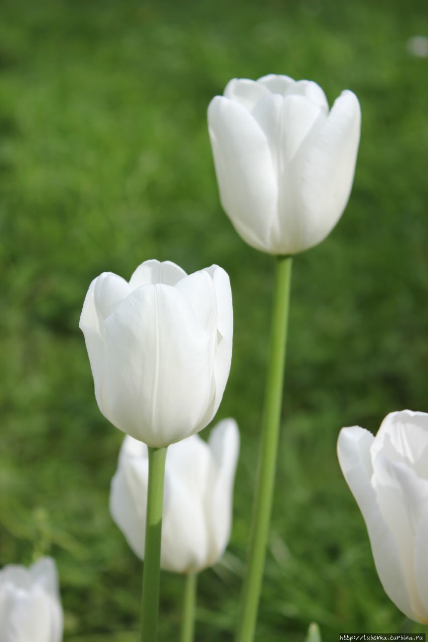 Тюльпан White Prince
Принадлежит классу Простые ранние тюльпаны.
(Tulipa single early ’White Prince’). Санкт-Петербург, Россия