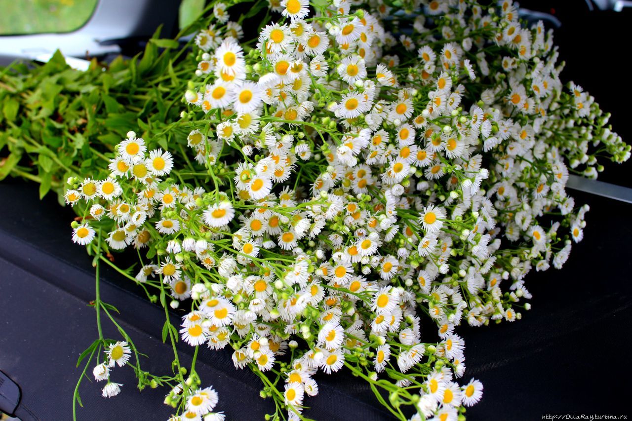 В полях Подмосковья набирают силу ромашки (хризантемы, на самом то деле). В полях Подмосковья набирают силу ромашки (хризантемы, на самом то деле).