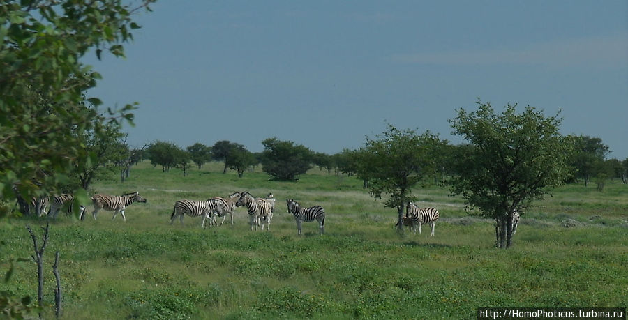 Зебры Этоша Национальный Парк, Намибия