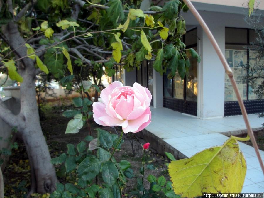 Здравствуй, Дидим! Дидим, Турция