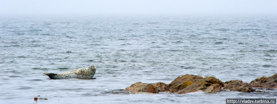 Тюлень на камнях Унковского Аскольд остров, Россия