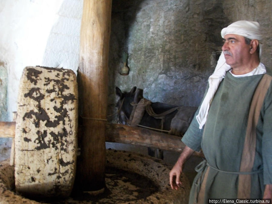 Как делали оливковое масло в древности Израиль