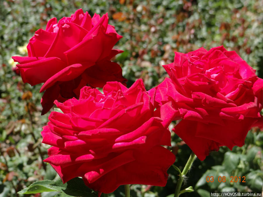 Розы Иссык-Куля. Иссык-Кульская область, Киргизия