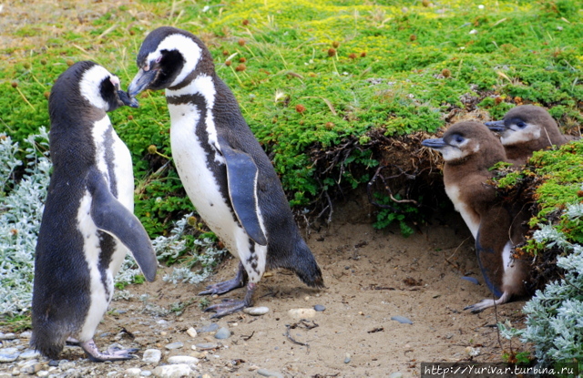 Пингвины Огненной Земли и Патагонии Пунта-Аренас, Чили