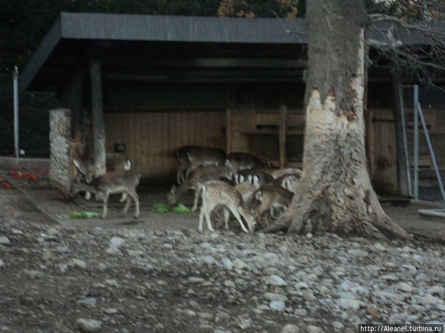 Парнокопытные косули, козочки. У них ужин.