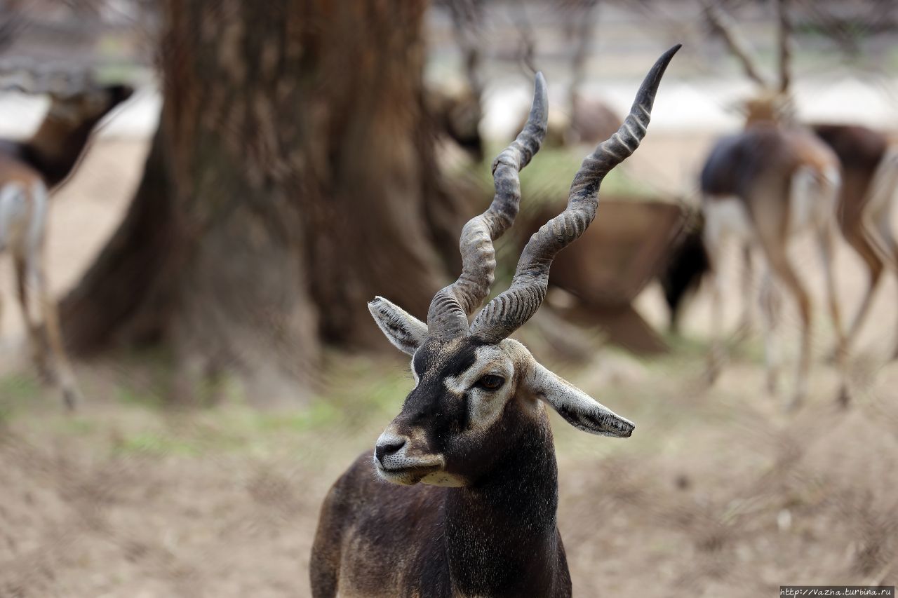 Зоопарк Буэнос-Айреса Буэнос-Айрес, Аргентина